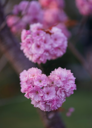 Mediumship reading, connecting with loved ones & guides Barbara Psychic Medium